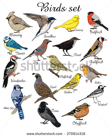387x470 Bird Clipart Chart