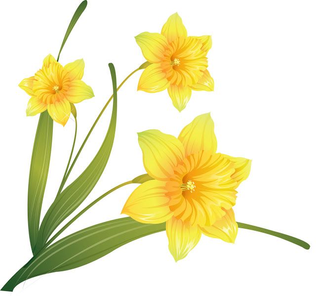 Narcissus Flower Clipart