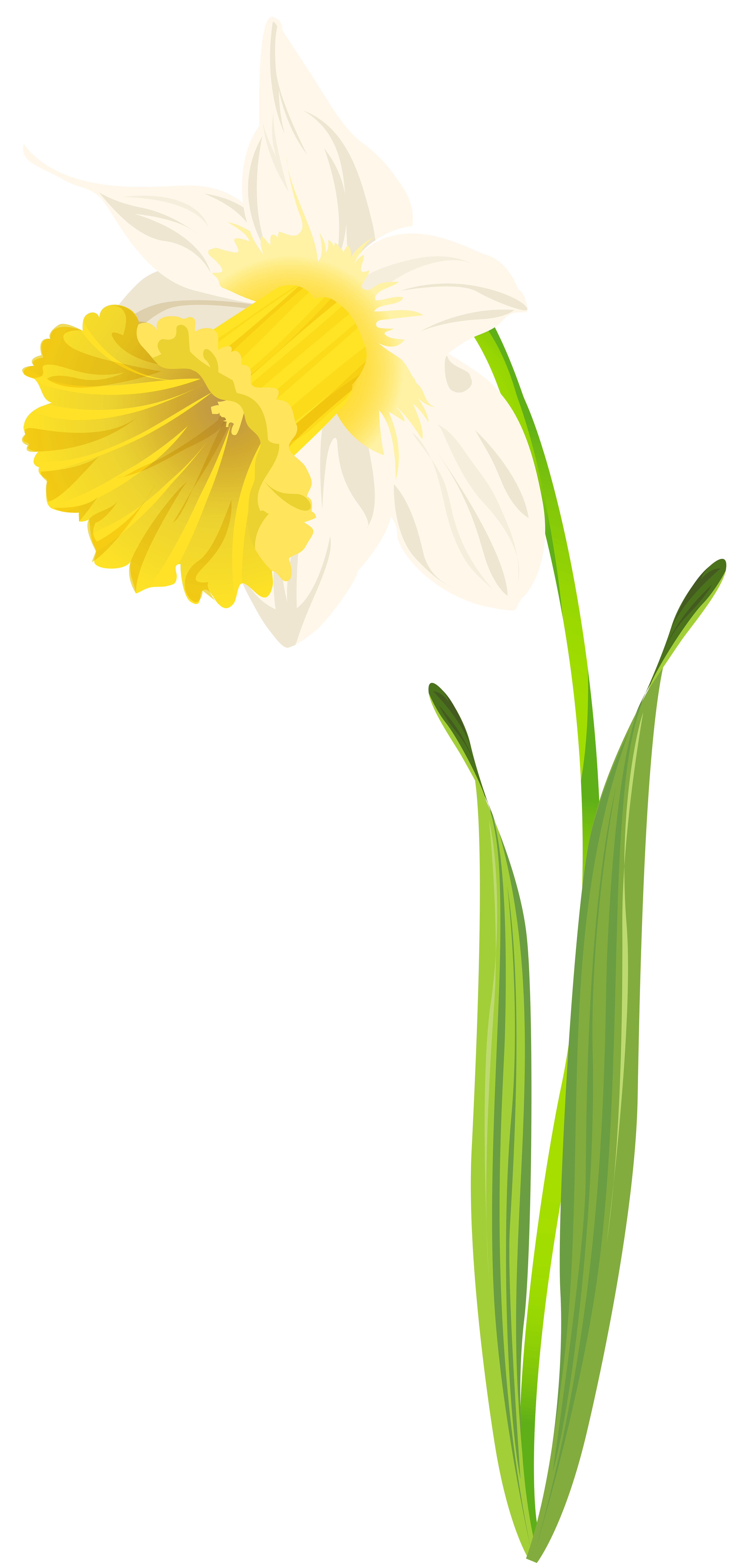 3817x8000 Daffodil Png Clip Art Image