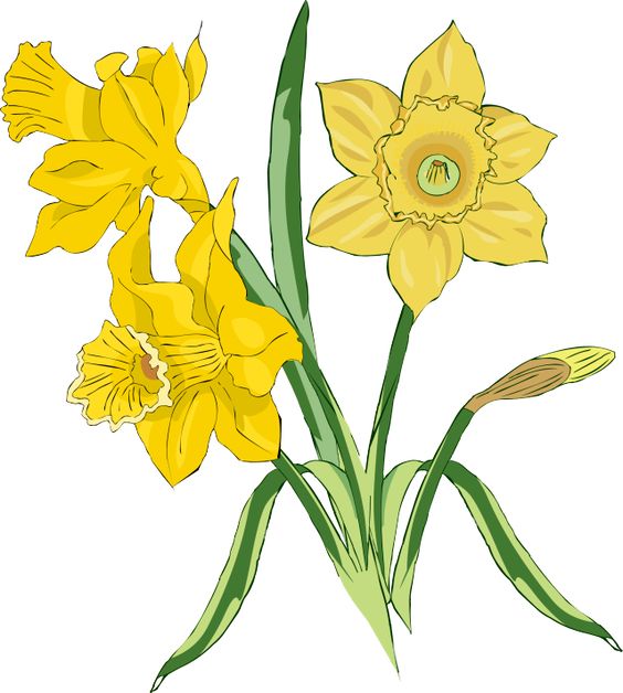 564x628 Daffodil Wreath Cliparts Many Interesting Cliparts