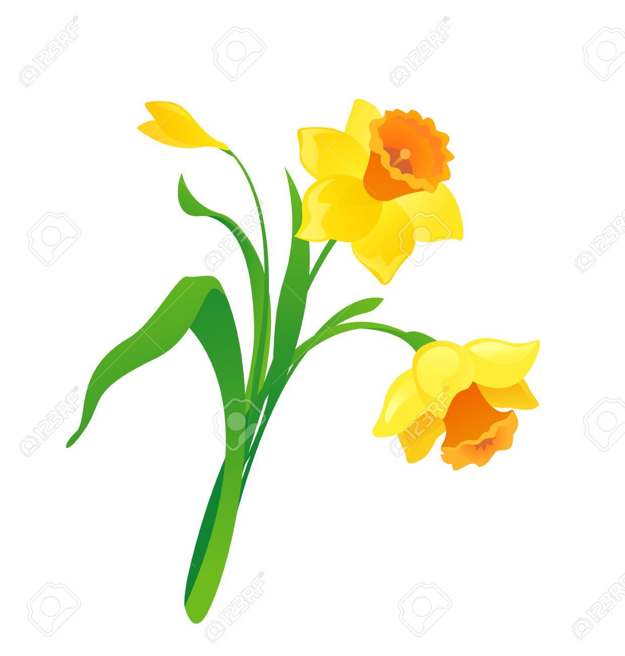 1239x1300 Daffodil Clipart Drawn