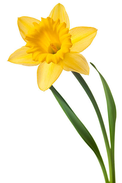 408x612 Daffodil Clipart Single
