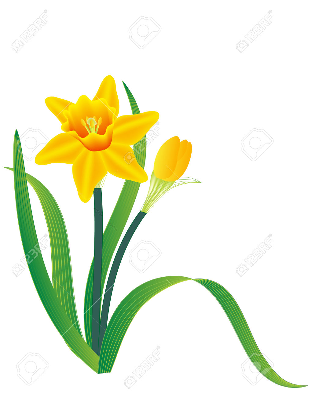 1044x1300 Daffodil Clipart Vector