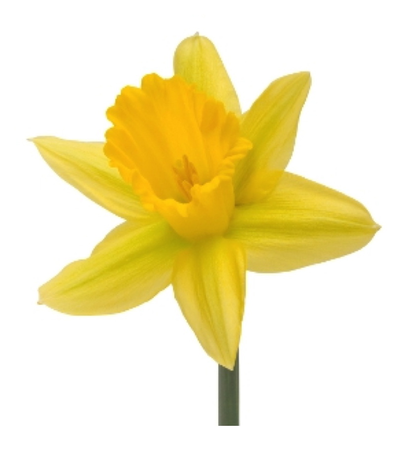 846x919 Background Clipart Daffodil