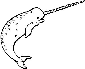 300x245 Narwhal Clipart Black And White