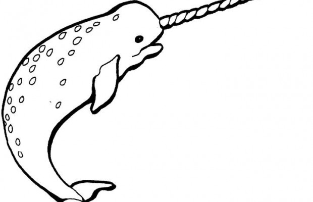 620x400 Similiar Black And White Narwhal Keywords Clip Art