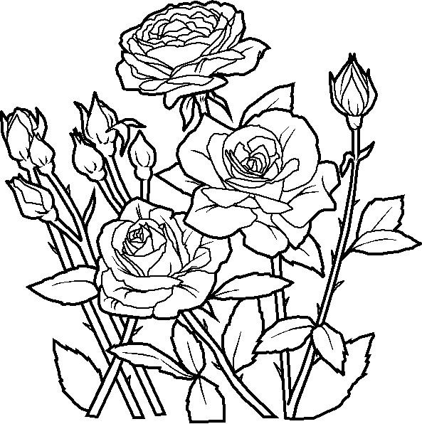 593x596 Coloring Pages For Flowers Nature Coloring Pages 587 Free