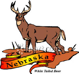 300x284 Animal Of Nebraska, The White Tailed Deer With Gold Banner Royalty