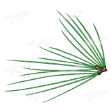160x160 Abeka Clip Art Pine Needles