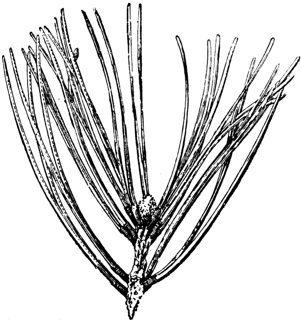 601x640 Pine Leaves Clipart, Explore Pictures