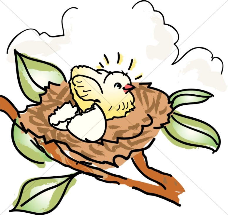 776x729 Nest Clipart Baby Bird