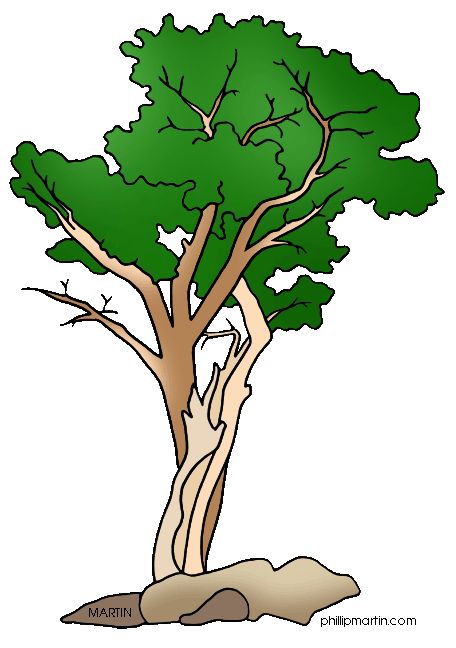 456x648 22 Best Clip Art Trees For Animated Power Points Images