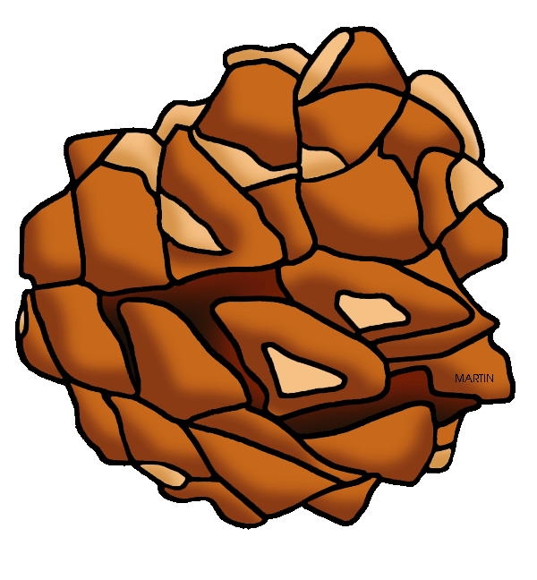 600x648 United States Clip Art By Phillip Martin, New Mexico State Tree