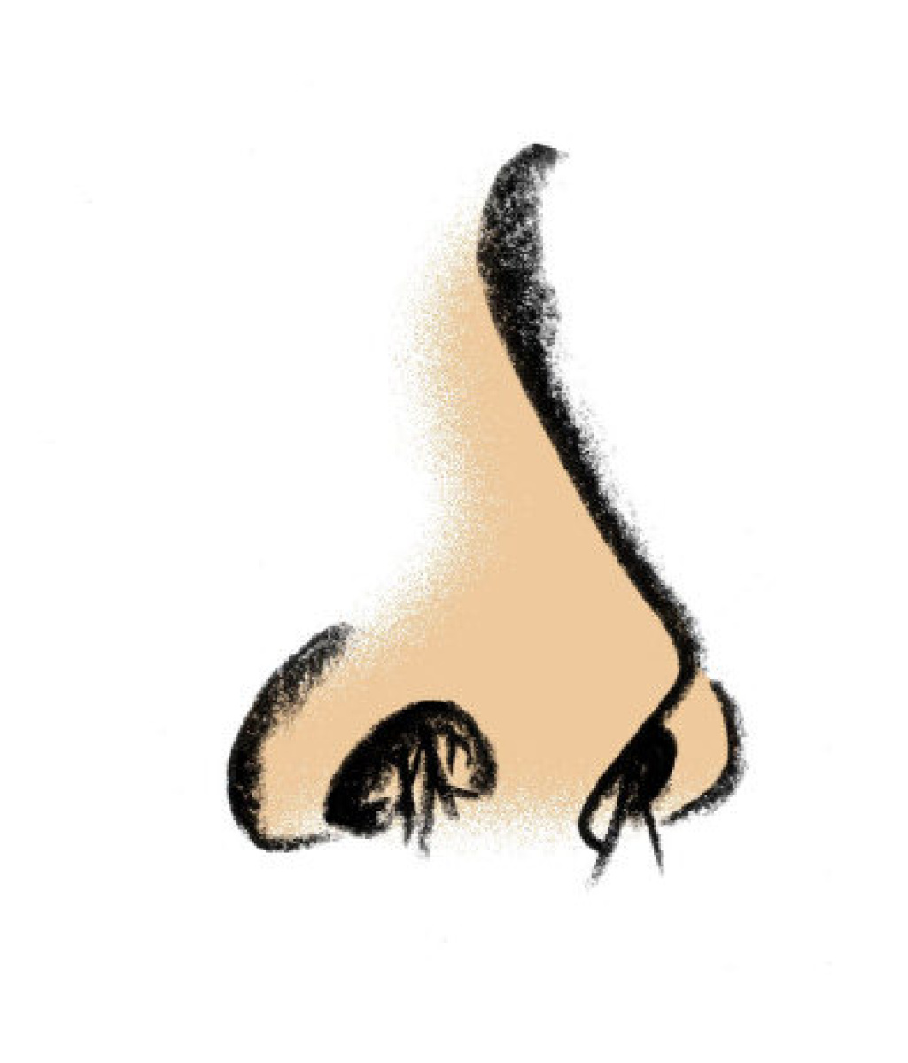 1025x1200 Nose Black And White Clipart