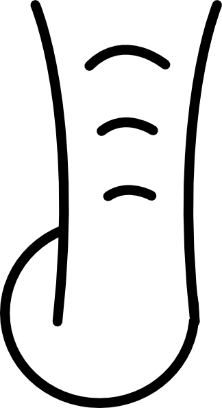 324x594 Elephant Nose Clipart