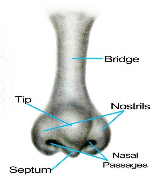 520x593 Portrait Drawing For The Ultimate Beginner The Nose Feltmagnet