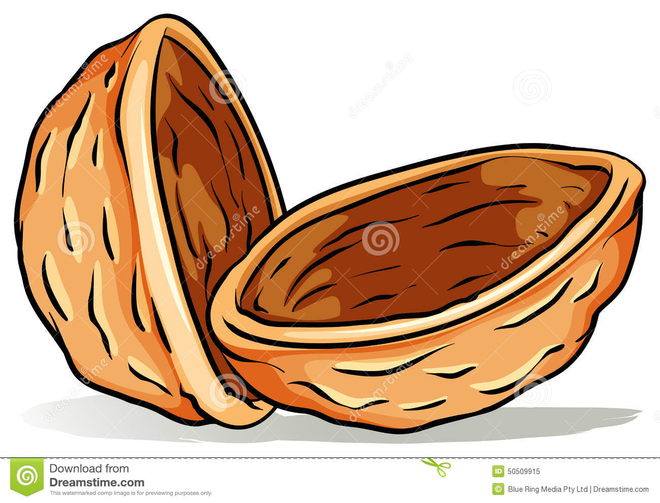 1300x992 Nut Shells Clipart