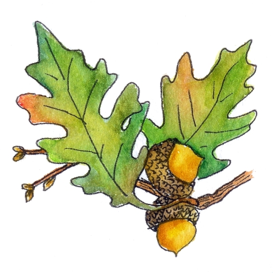 550x550 Acorn Clipart Oak Leaves