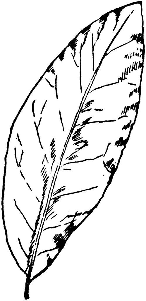 499x1024 Laurel Oak Leaf Clipart Etc