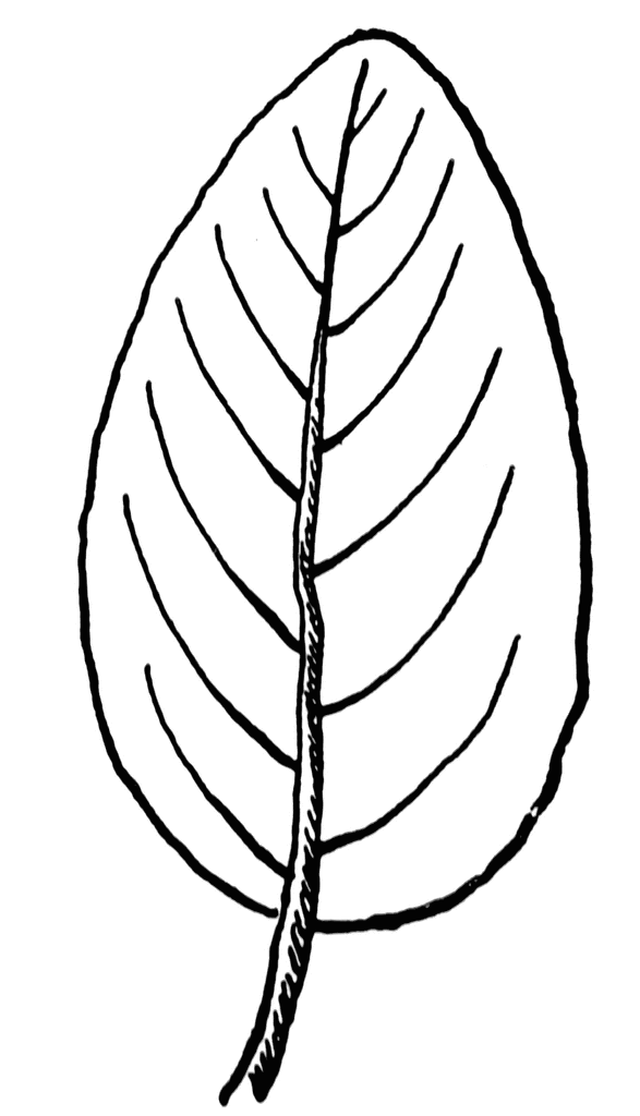 587x1024 Leaf Black And White Leaf Black And White Leaf Clip Art Free