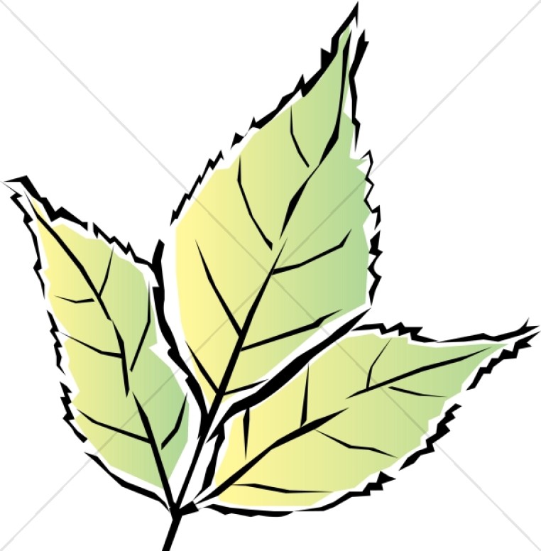 762x776 Black And White Oak Leaf Leaf Clipart