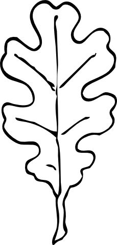 229x478 Leaves Clipart Oak Leaf