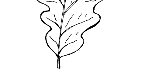 500x260 Raskraska Oak Leaf Outline Picture. Free Pictures For Kids