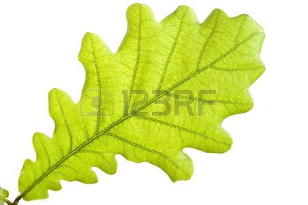 450x300 Green Oak Leaf Close Up Stock Photo, Picture And Royalty Free