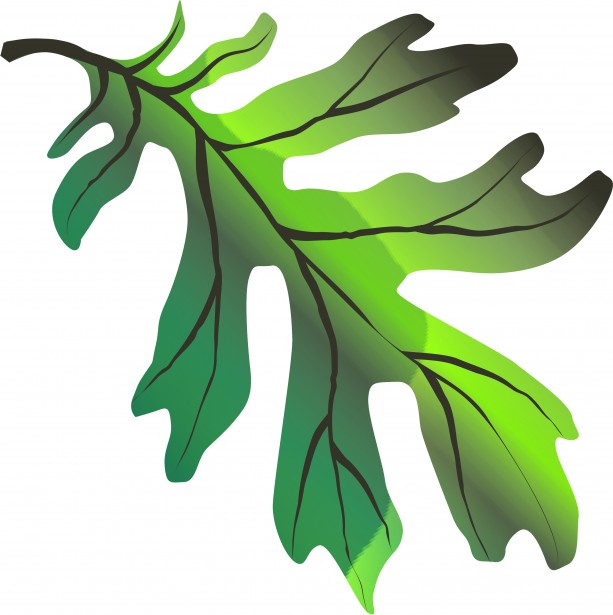 613x615 Oak Leaf Free Stock Photo