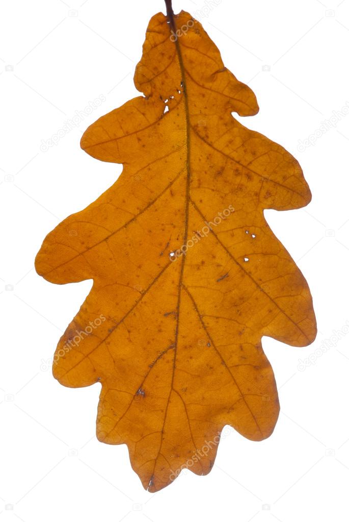 685x1023 Oak Leaf Stock Photo Nixite