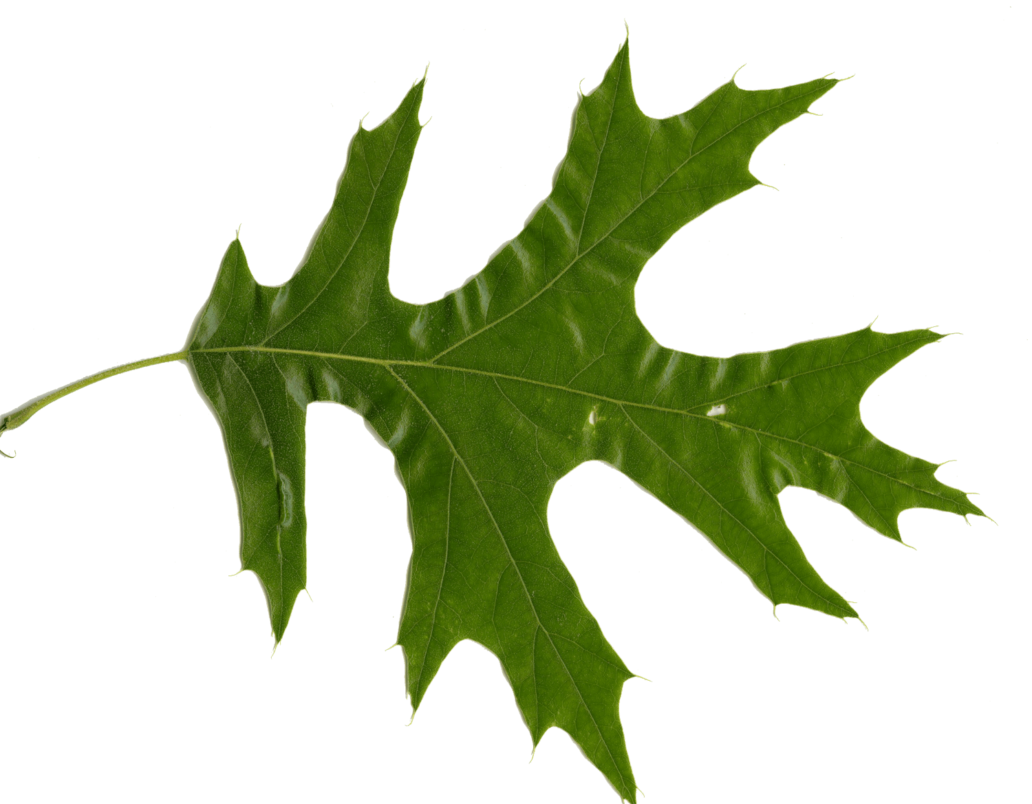 1500x1168 Red Oak Vs White Oak Leaves How To Tell Them Apart