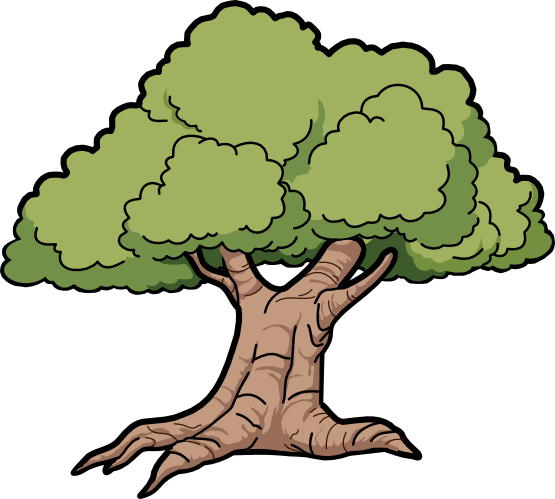 555x499 Oak Tree Clipart, Explore Pictures