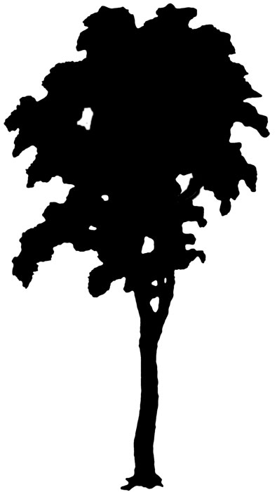 395x700 Tree Silhouettes Tree Silhouette, Oak Tree And Silhouettes