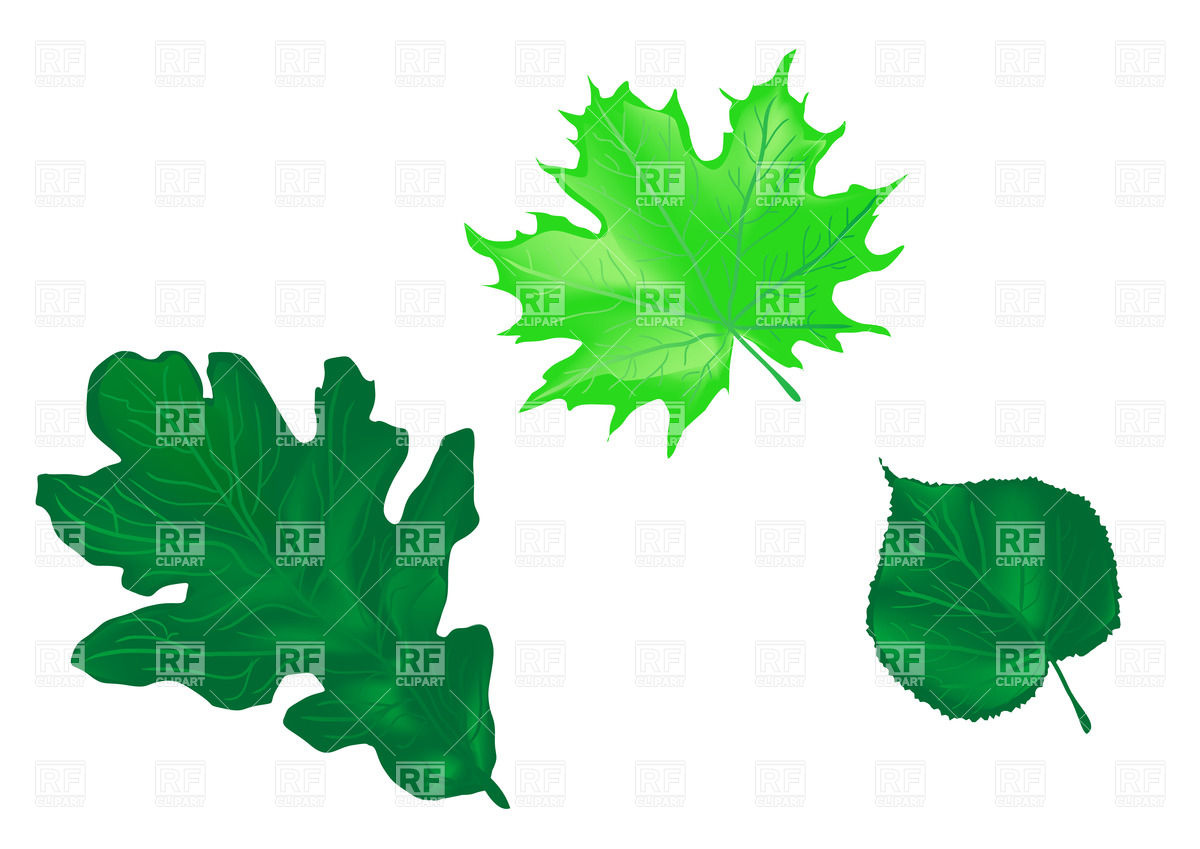 1200x849 Leaves Of The Different Trees Oak, Maple, Linden Royalty Free