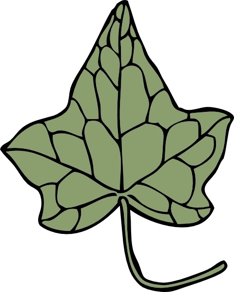 480x598 Oak Ivy Leaf Clip Art Free Vector In Open Office Drawing Svg