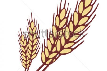 450x300 Oat Clipart Thing