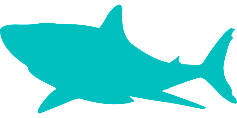 960x480 Mako Shark Clipart Transparent Background