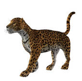 170x168 Ocelot Clip Art Clipart Panda