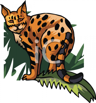 324x350 Royalty Free Ocelot Clip Art, Big Cat Clipart