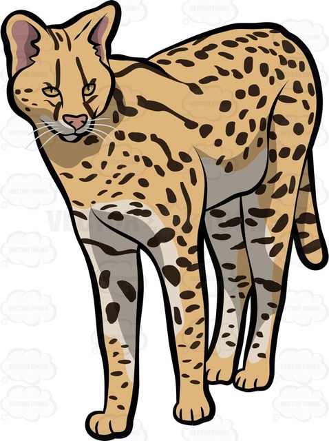 478x640 A Savannah Cat Cartoon Clipart