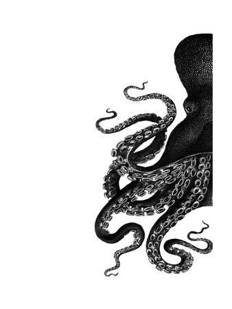 338x450 Octopus, Posters And Prints
