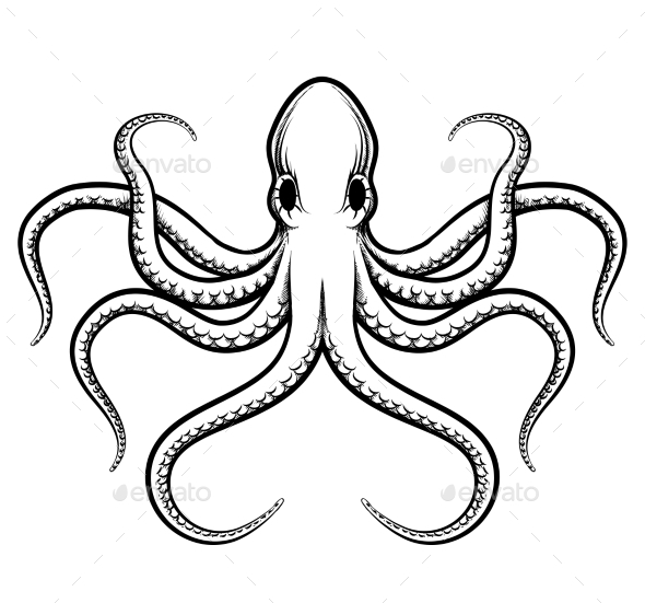 590x551 Black Amp White Clipart Octopus