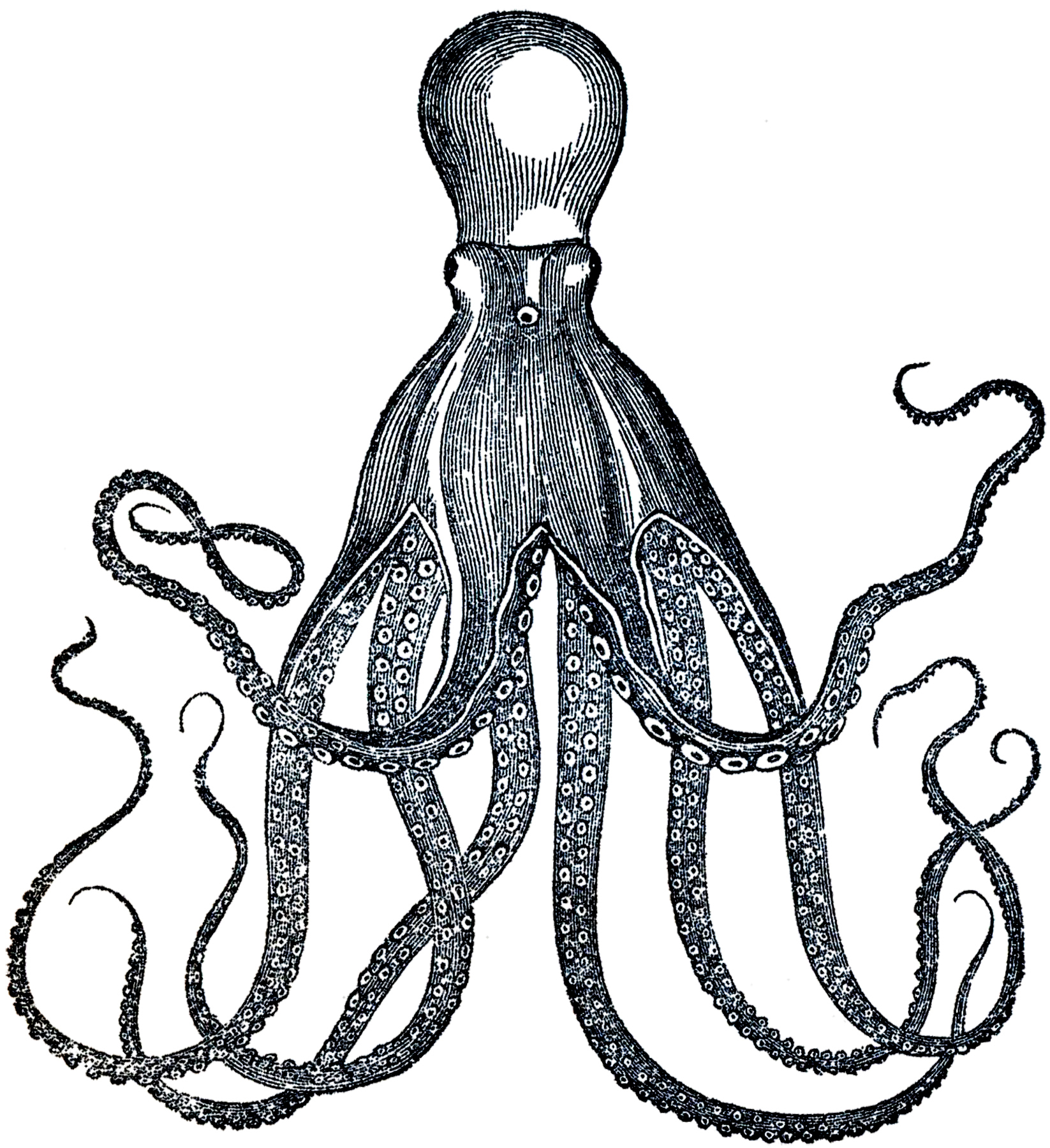 1646x1800 Vintage Clipart Octopus
