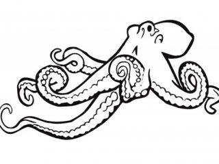 320x240 Octopus Outline Outline Print Coloring Pages Download