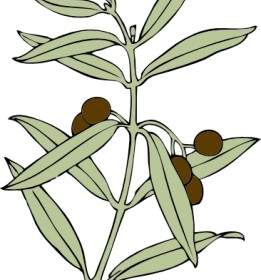 261x280 Olive Branch Clip Art Vector Clip Art Free Vector Free Download