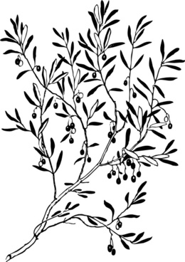 260x368 Olive Leaf Free Vector Download (3,625 Free Vector) For Commercial