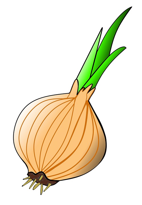 499x720 Onion Bulb Clipart