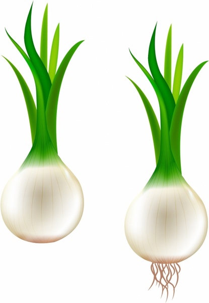 415x600 Onion Free Vector Download (117 Free Vector) For Commercial Use