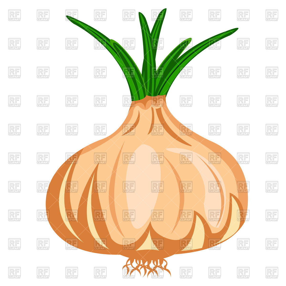 1200x1200 Vegetable Onion Royalty Free Vector Clip Art Image
