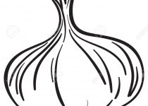 210x150 Clip Art Onion Clip Art